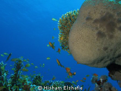 Redsea, Egypt, Marin life by Hisham Elshafie 